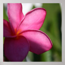 Pink Plumeria Poster