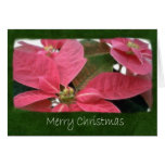 Pink Poinsettias 3 - Merry Christmas Greeting Card