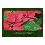 Pink Poinsettias 4 Painterly - Seasons Greetings Greeting Card