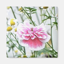 Pink Poppy And Feverfew Fridge Magnets