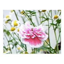 Pink Poppy And Feverfew Post Card