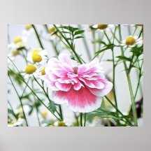 Pink Poppy And Feverfew Print