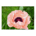 Pink Poppy cards