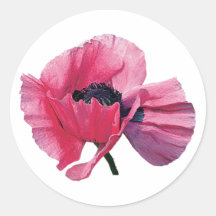 Pink Poppy Closeup Stickers