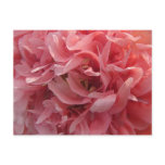 Pink Poppy Petals postcards