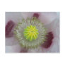 Pink Poppy Post Cards