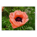 Pink Poppy too cards