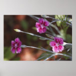 Pink posters