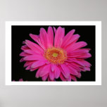 Pink posters