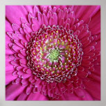 Pink posters