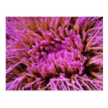 Pink Prickly purple flowers Post Cards