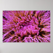Pink Prickly purple flowers Posters