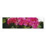 Pink Primula Obconica 'Juno Red' (German Primrose) Bumper Stickers