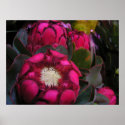 pink protea Poster posters