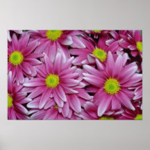 Pink Purple daisy chrysanthemums flowers Poster