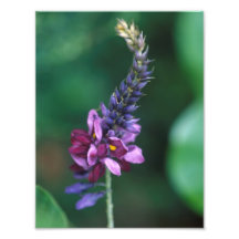 Pink Purple Flower on Flowering Kudzu Photographic Print