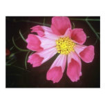 Pink Radiorama flowers Post Card