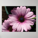 Pink Rain Daisy Print