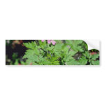 Pink Red Robin (Geranium Robertianum) flowers Bumper Sticker