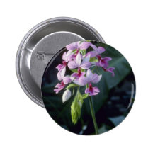 Pink Regnieri (Calanthe Vestita) flowers