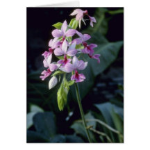 Pink Regnieri (Calanthe Vestita) flowers Greeting Card