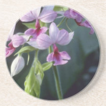 Pink Regnieri (Calanthe Vestita) flowers Coaster