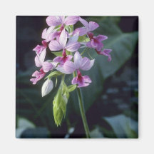 Pink Regnieri (Calanthe Vestita) flowers Fridge Magnets