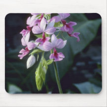 Pink Regnieri (Calanthe Vestita) flowers Mouse Pads