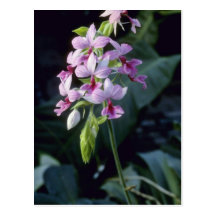 Pink Regnieri (Calanthe Vestita) flowers Post Card
