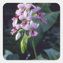 Pink Regnieri (Calanthe Vestita) flowers Square Sticker