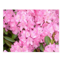 Pink Rhododendren Post Card