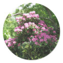 Pink Rhododendron Bush stickers
