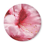 Pink Rhododendron Flower magnet Summer Floral