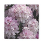 Pink Rhododendron Gifts magnets