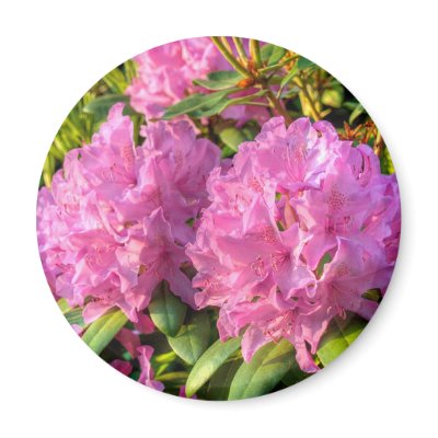 Pink Rhododendron II Refrigerator Magnets by vilhei