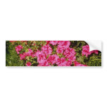 Pink Rhododendron Indicum 'Rose' (Azalea) flowers Bumper Stickers