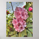 Pink Rhododendron posters