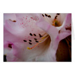 Pink Rhododendron | Rosa Rhododendron cards
