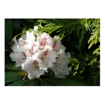 Pink Rhododendron Single Among Cedar Business Card Templates