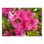 Pink Rhododendrons cards