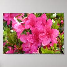 Pink Rhododendrons Posters