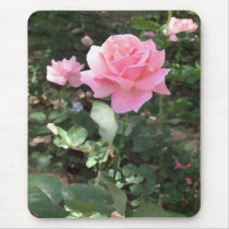 Pink Rose 1
