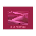 Pink rose - Be my Valentine postcards