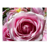 Pink Rose Bouquet postcards