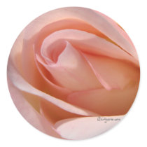 Pink Rose bud curl wedding envelope sticker