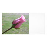 pink rose bud photo cards