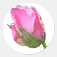 Pink Rose Bud Sticker