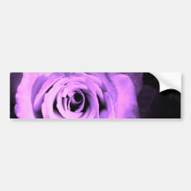 Pink Rose Bumper Stickers