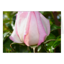 Pink Rose Greeting Cards