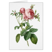 Pink Rose